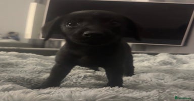 Labrador Retriever dogs - Advert 16