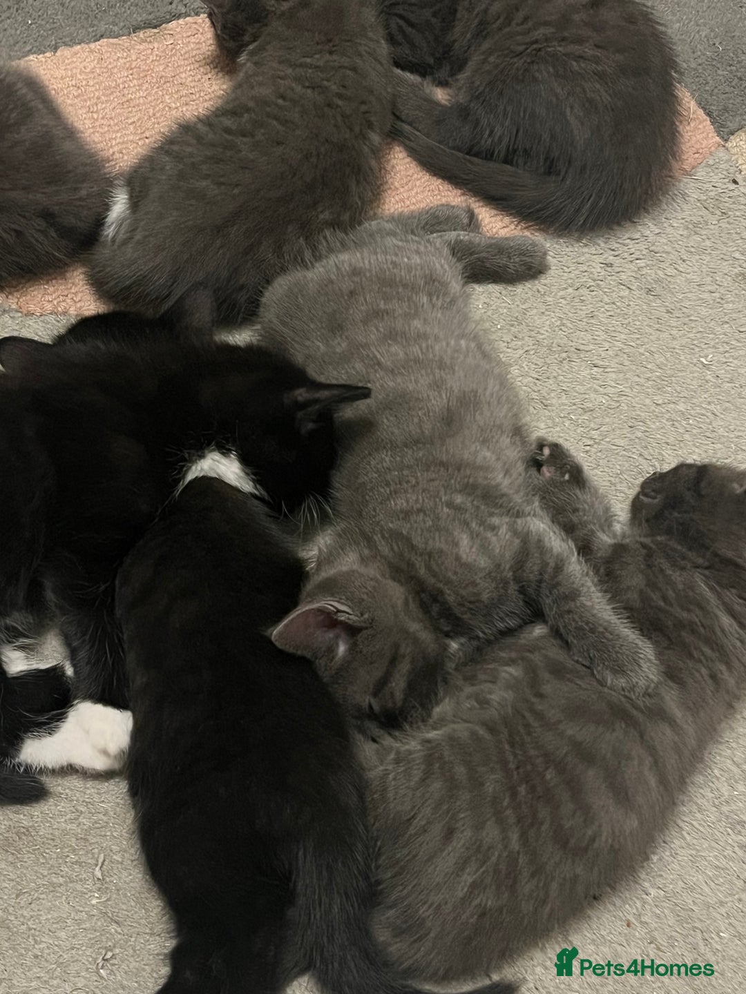Bengal cats for sale: British shorthair kittens  - Image 7