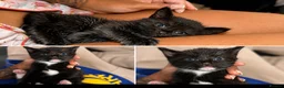 Domestic Shorthair cats for sale: 5 kittens  in Nottingham - Advert 3