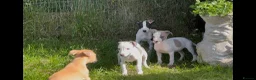 Whippet dogs for sale: Whippet puppy’s  in Beaworthy - Advert 20