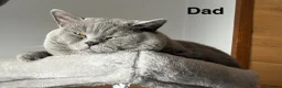 British Shorthair cats for sale: Beautiful kittens  - Advert 6