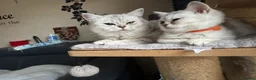 British Shorthair cats for sale: British Shorthair  - Advert 26