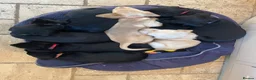 Labrador Retriever dogs for sale: Black working Labrador puppies in Leicester - Advert 5