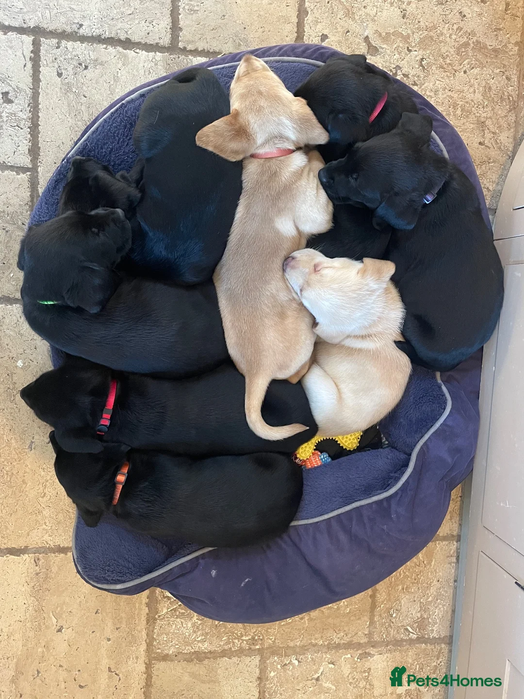 Labrador Retriever dogs for sale: Black working Labrador puppies in Leicester - Advert 5