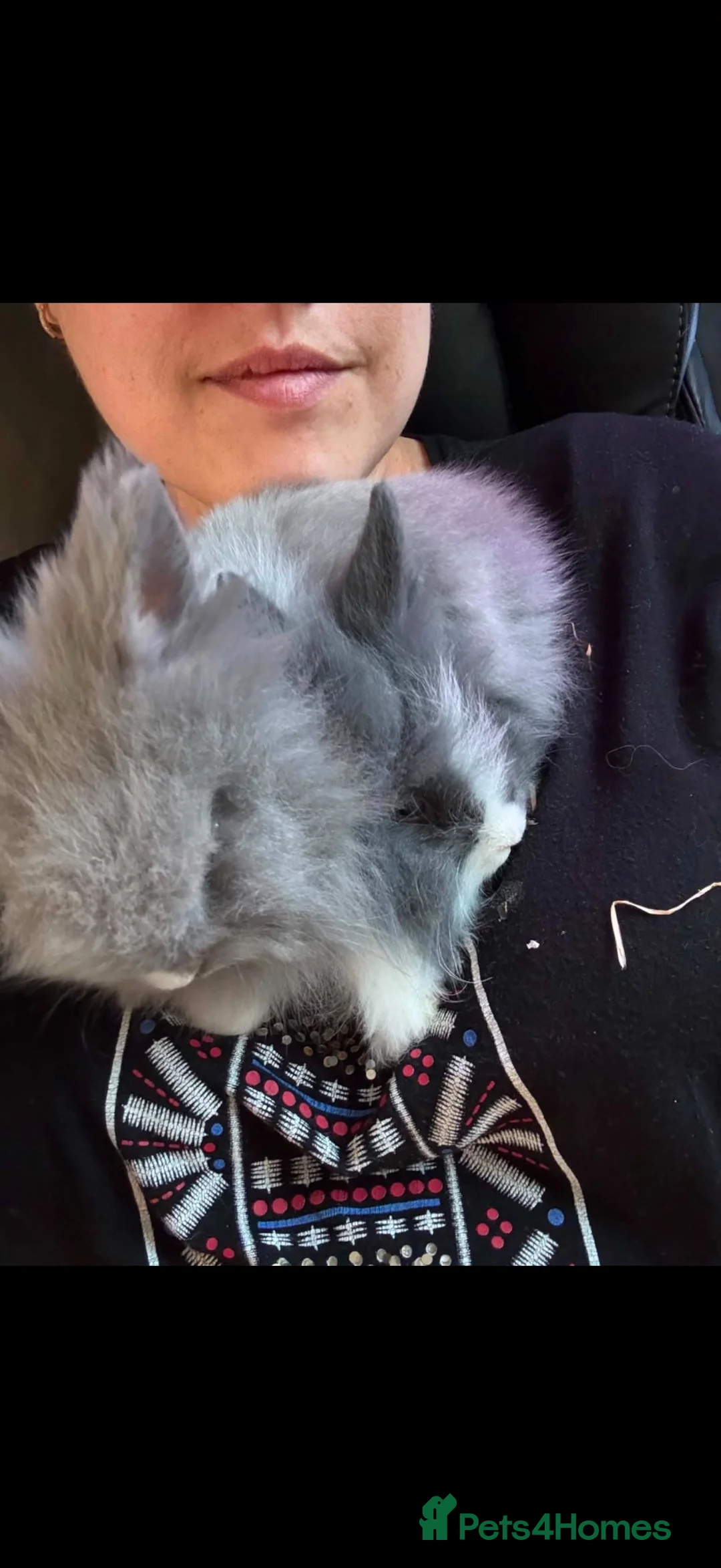 Lionhead rabbits for sale: 2 male double lion head rabbits in Ellesmere Port - Advert 6