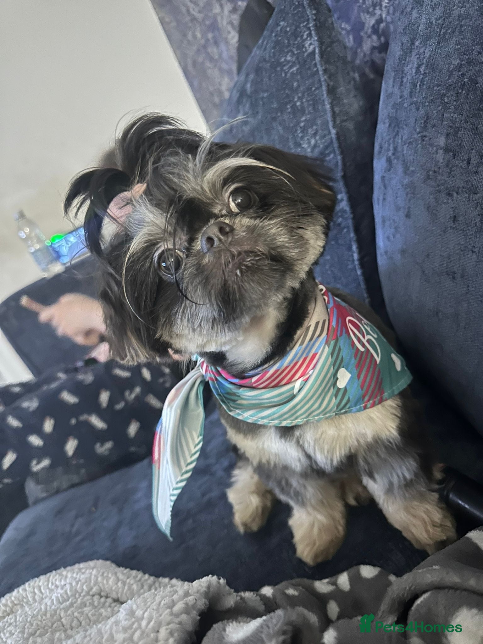 Shih Tzu dogs 💙BAD BOY BLUE💙 For stud - Advert 1