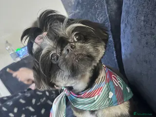 Shih Tzu dogs 💙BAD BOY BLUE💙 For stud - Advert 1