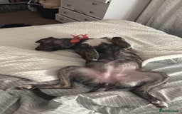 Mixed Breed dogs for sale: Bella - Image 5