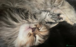 Maine Coon cats for sale: Half Main Coon and Ragdoll - Image 6