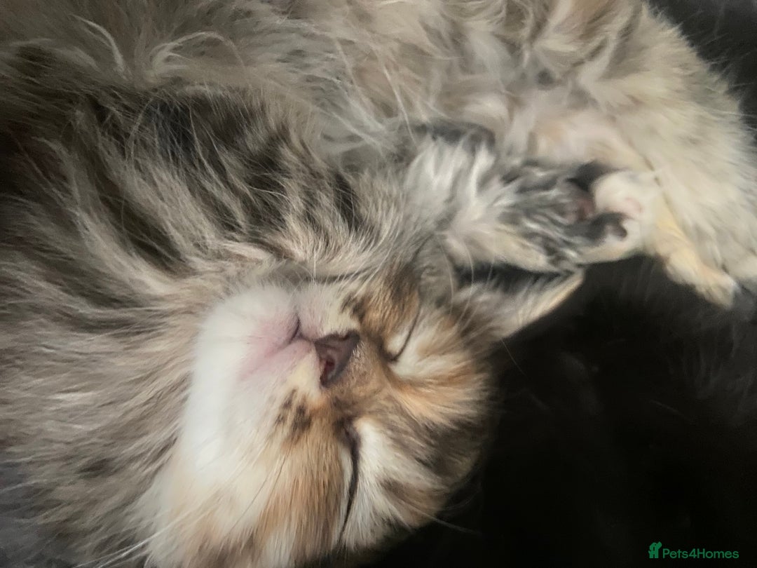 Maine Coon cats for sale: Half Main Coon and Ragdoll - Image 6