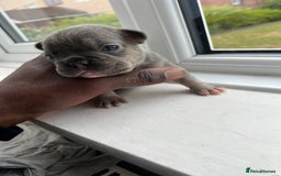 French Bulldog dogs for sale: Two gorgeous French puppies  - Image 7