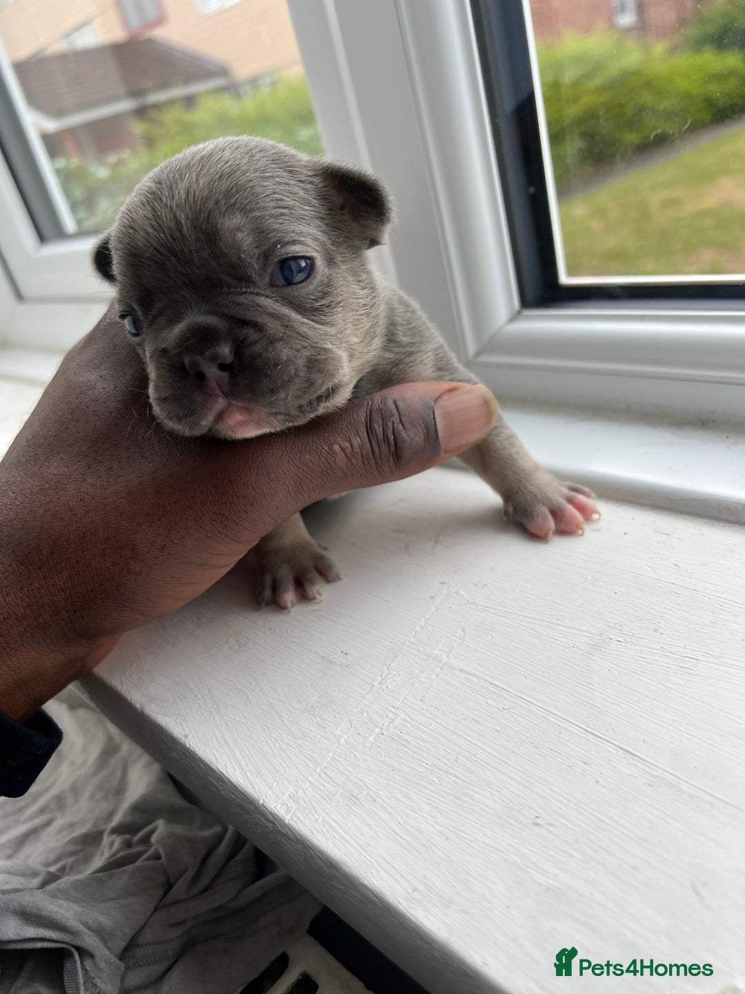 French Bulldog dogs for sale: Two gorgeous French puppies  - Image 7