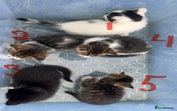 Domestic Shorthair cats for sale: Adorable Kittens Looking for Loving Homes 🐾 - Image 2