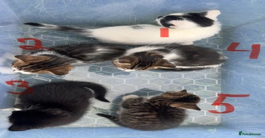 Domestic Shorthair cats - Advert 15