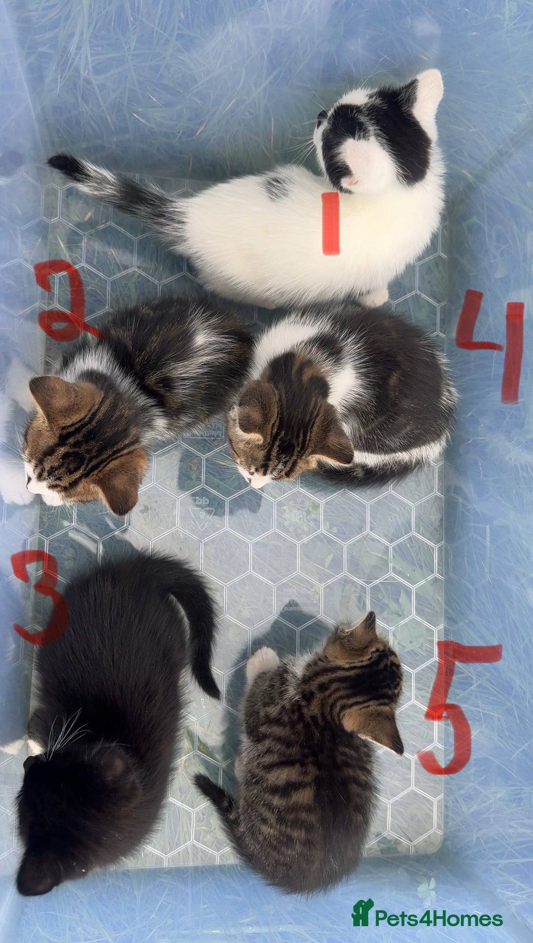 Domestic Shorthair cats for sale: Adorable Kittens Looking for Loving Homes 🐾 - Image 2