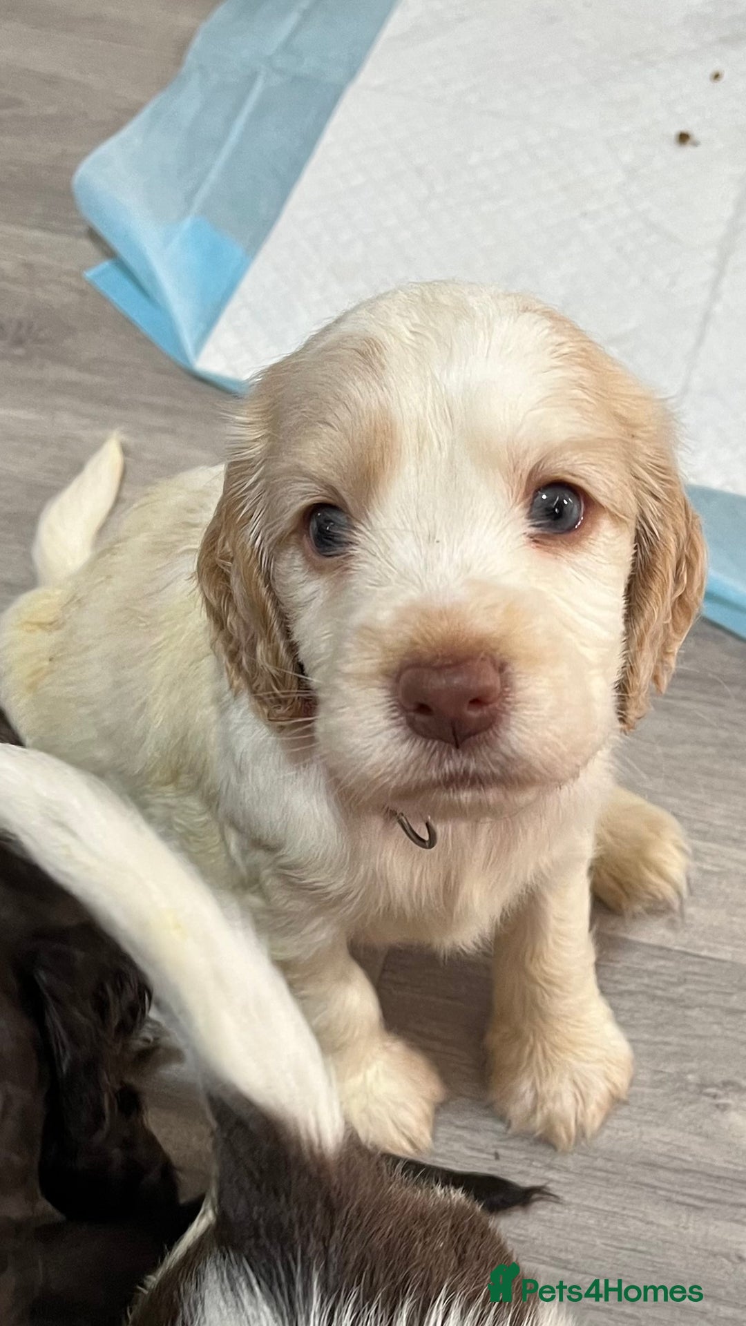Cocker Spaniel dogs for sale: Cocker spaniel puppies half show half working  - Image 3