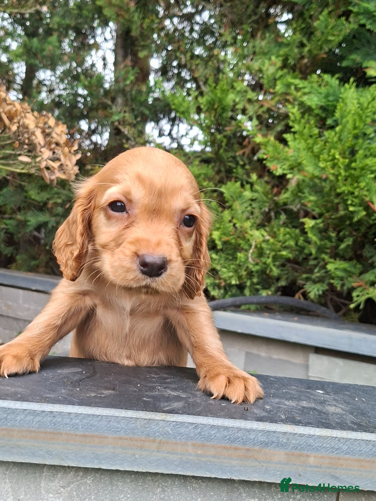 Cocker Spaniel dogs Kc reg hereditary clear working cocker spaniels - Advert 1