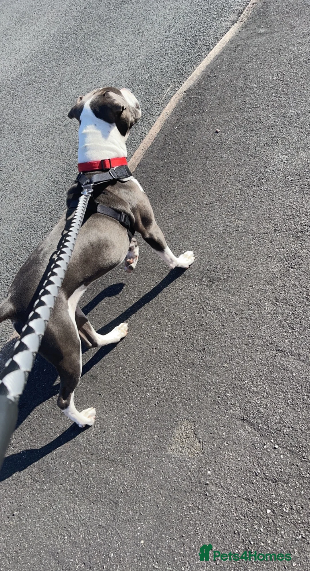 Mixed Breed dogs for sale: Male dog looking for forever home  in Stourbridge - Advert 23