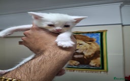 Asian cats for sale: Kittens  - Image 6