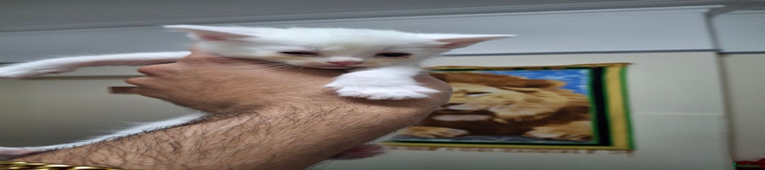 Asian Kitten 3
