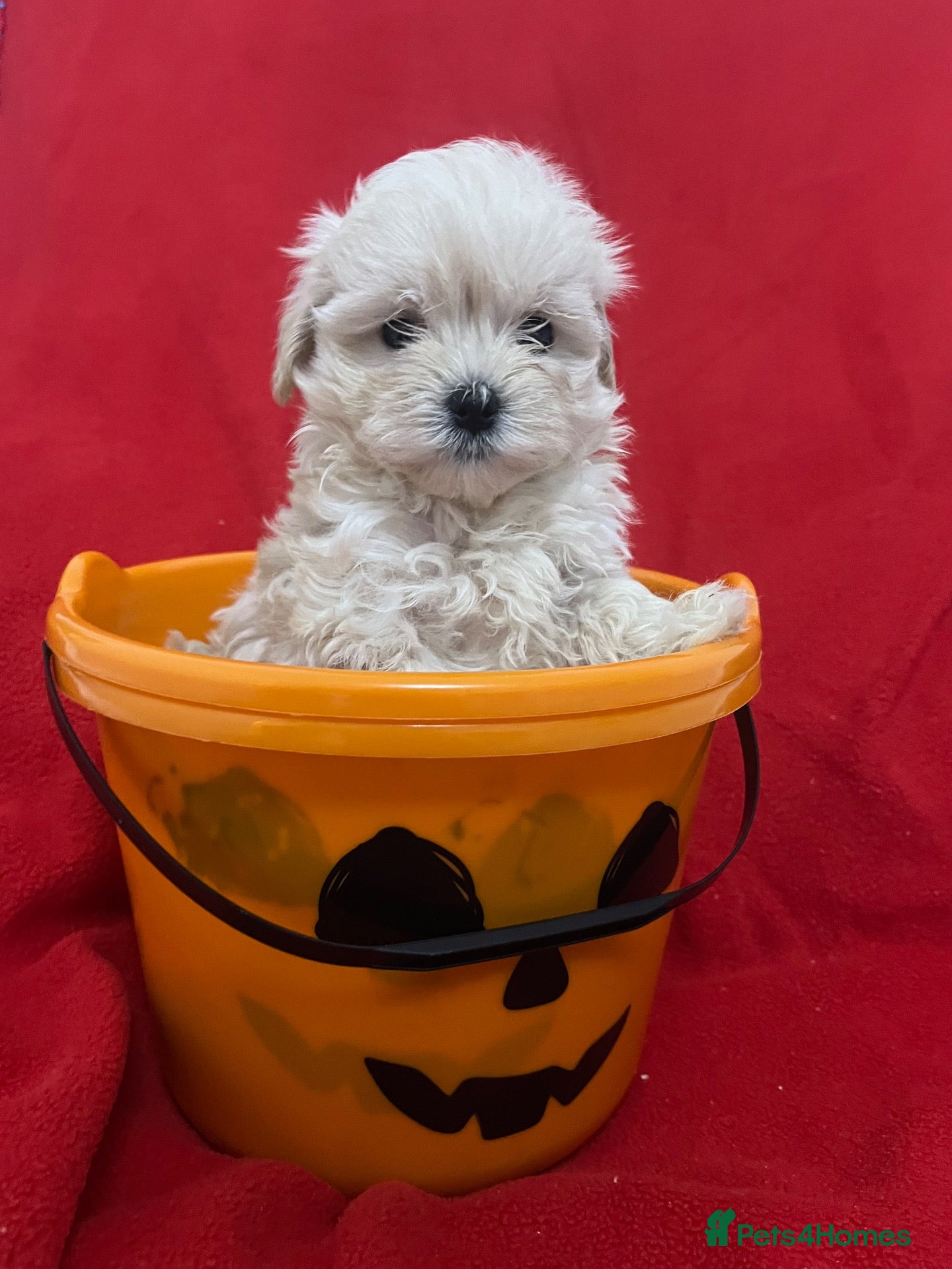 Maltipoo dogs for sale: TOY/KOREAN MALTIPOOS kc reg parents last boy  - Advert 1