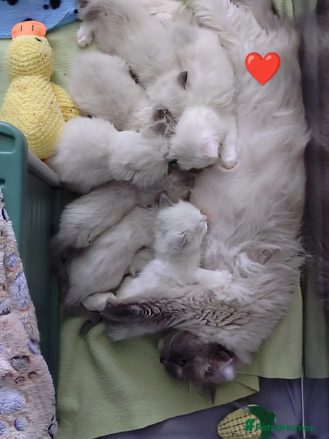 Ragdoll cats for sale: GCCF registered pedigree ragdoll kittens for sale  - Advert 1