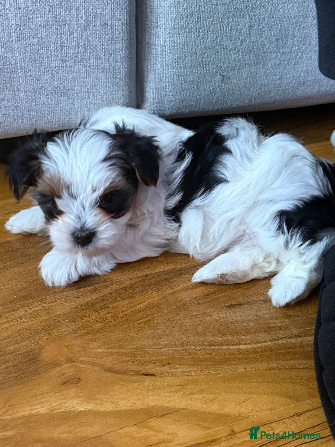 Biewer Terrier dogs for sale: 1 Beautiful Boy Available!!! - Advert 14