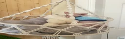 Sphynx cats for sale: Last Canadian sphynx looking for a loving home  - Advert 21