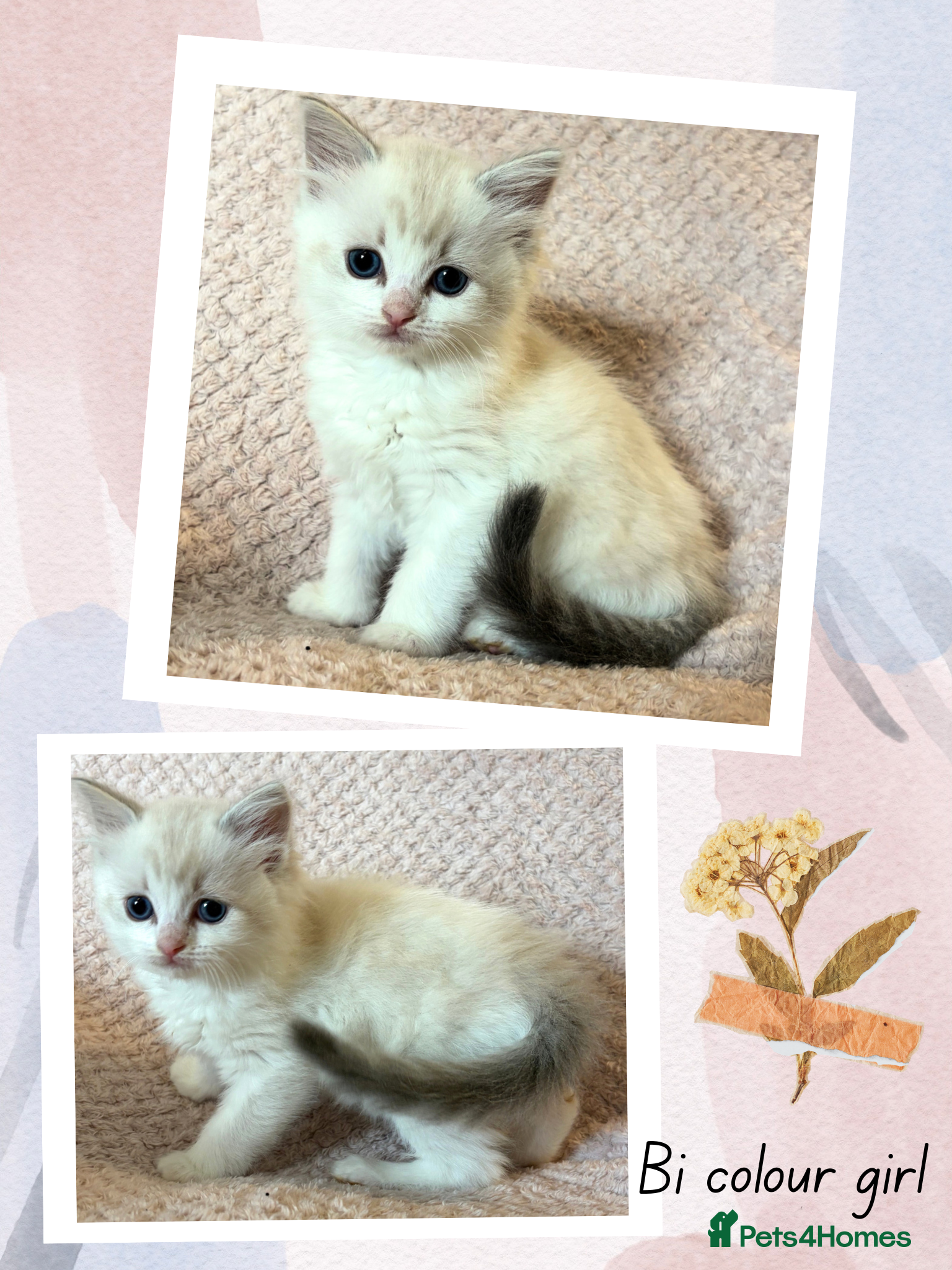 Ragdoll cats Beautiful pedigree Ragdoll kittens  - Advert 2