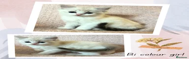 Ragdoll Kitten 5