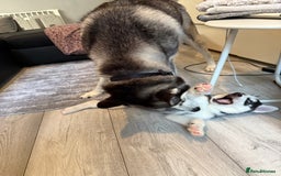 Siberian Husky dogs for sale: Strong Chunky Siberian Husky puppy’s  - Image 38