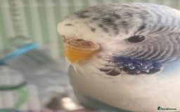 Budgerigars birds for sale: Snowy. Female Budgie. With cage. 5 years old.  - Image 3