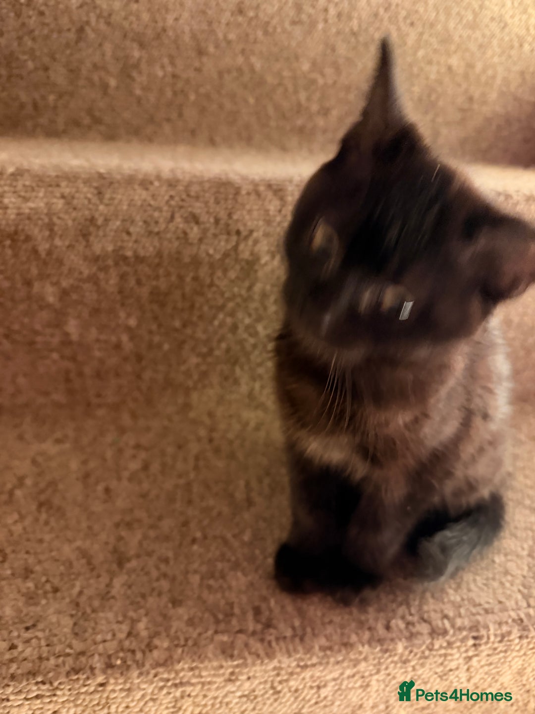 Mixed Breed cats for sale: 1 female 1 male and 1 kitten - Advert 3