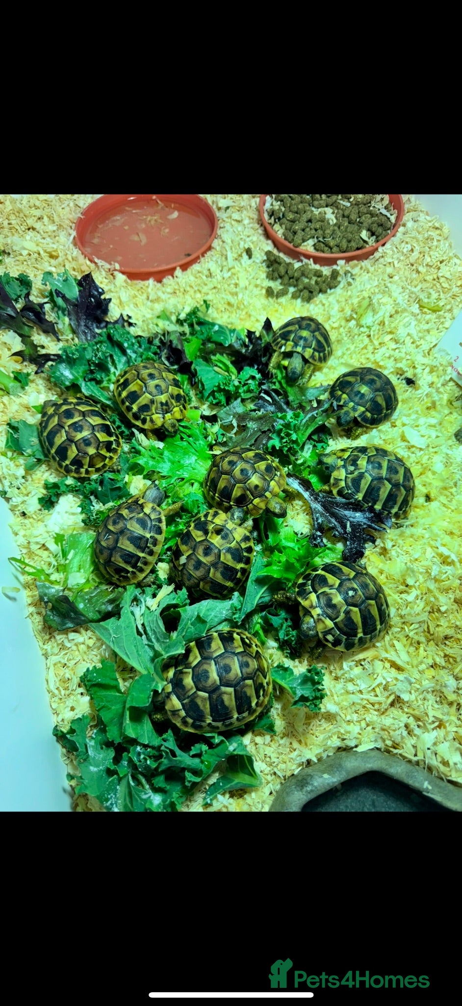 Tortoise reptiles Hermanns tortoise - Advert 1