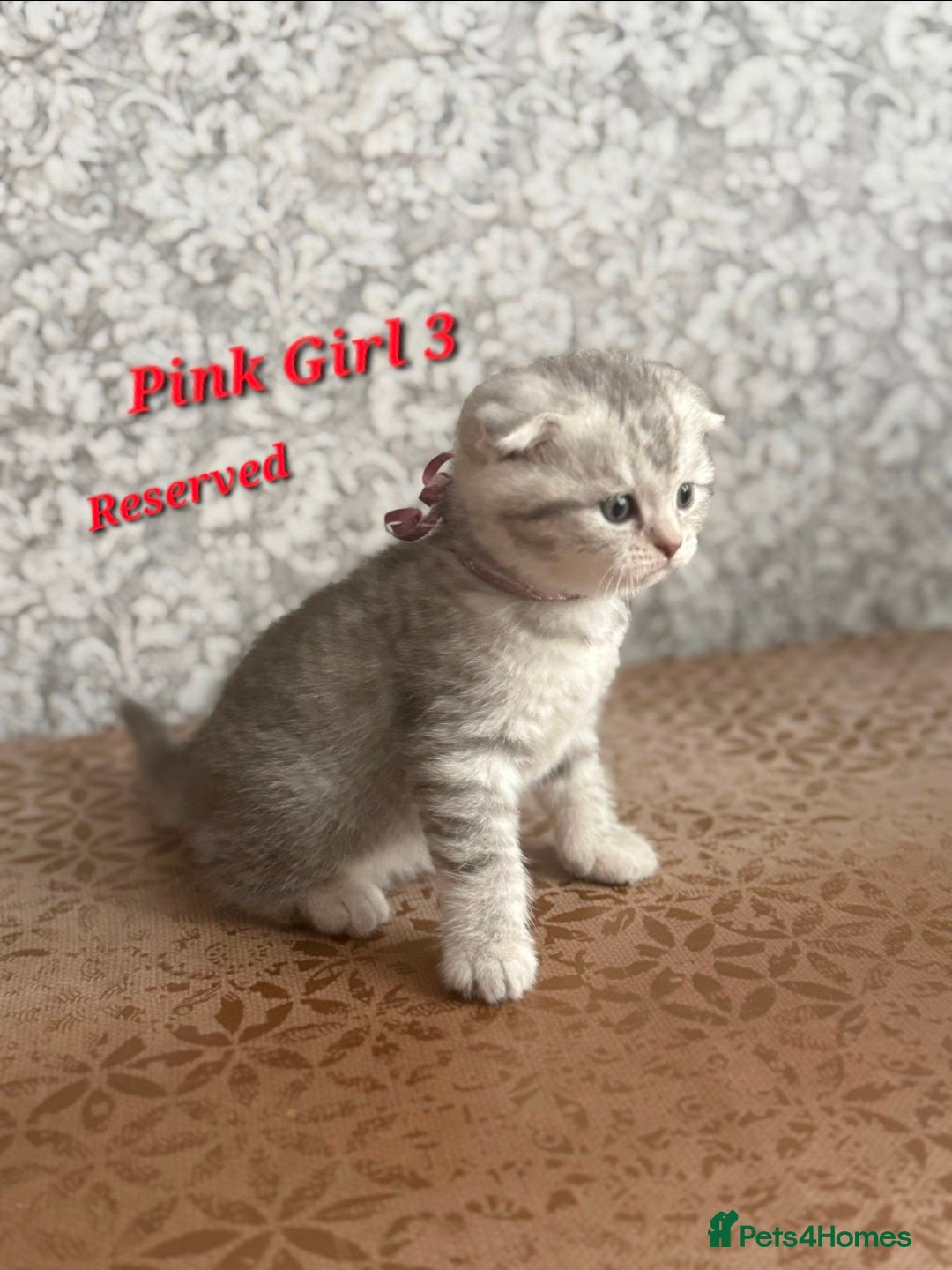 Scottish Fold cats for sale: 2 Adorable Scottish fold kittens left  - Advert 7