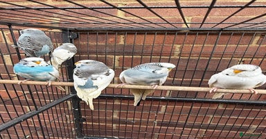 Budgerigars birds - Advert 6