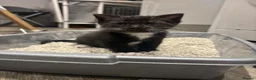 Domestic Shorthair cats for sale: Female kitten in Rossendale - Advert 4