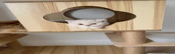 British Shorthair cats for sale: Last lilac Bicolour boy needs his new home  - Advert 10