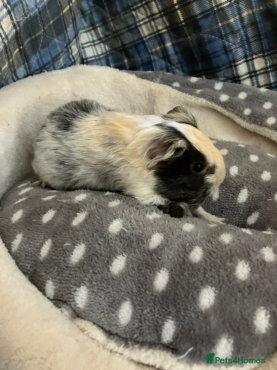 Guinea Pig rodents for sale: Lots of lovely baby boys  - Advert 2