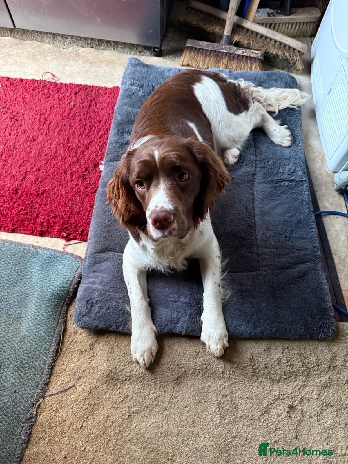 English Springer Spaniel dogs Springer spaniel girl - Advert 1