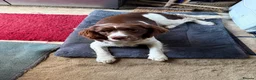 English Springer Spaniel dogs for sale: Springer spaniel girl in Hook - Advert 1