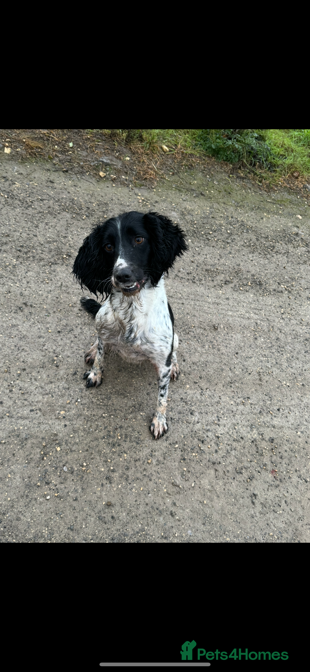 English Springer Spaniel dogs for sale: Springer spaniel  - Advert 2