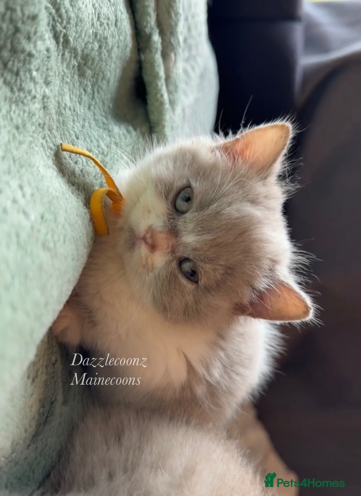 British Shorthair cats Chunky registered BSH kittens 🧸  - Advert 6