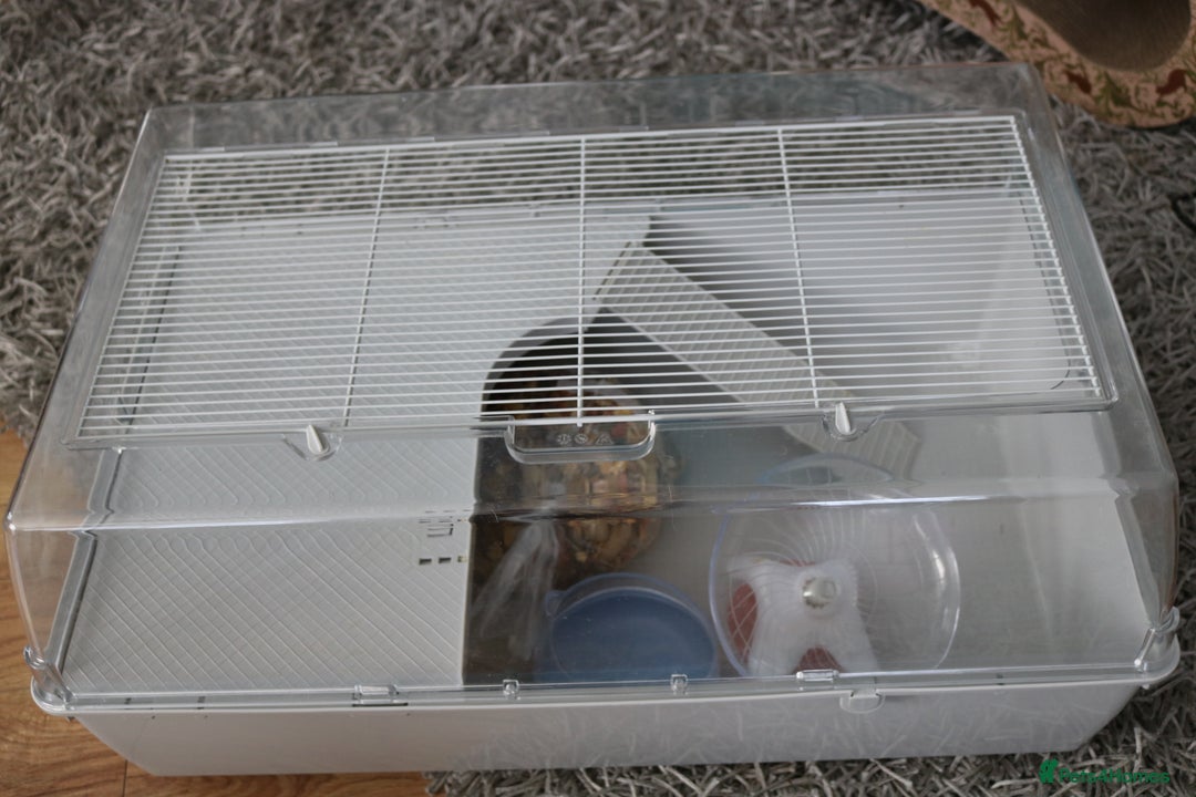 Hamster rodents for sale: Syrian Hamsters - various ages and cage - Image 23