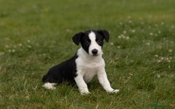 Mixed Breed dogs for sale: 🐾 Jack Russell x Border Collie Puppies  - Image 6
