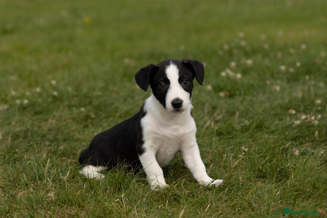 Mixed Breed dogs for sale: 🐾 Jack Russell x Border Collie Puppies  - Image 6