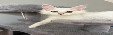 Nefertiti
