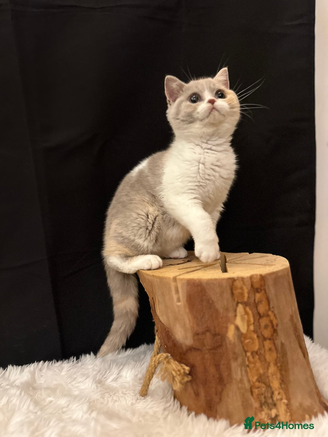 British Shorthair cats for sale: 💗 Gorgeous Full Pedigree BSH Trusted Breeder 💗 - Image 35
