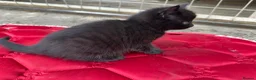 British Shorthair cats for sale: 2 female black tabby’s  in Waterlooville - Advert 3