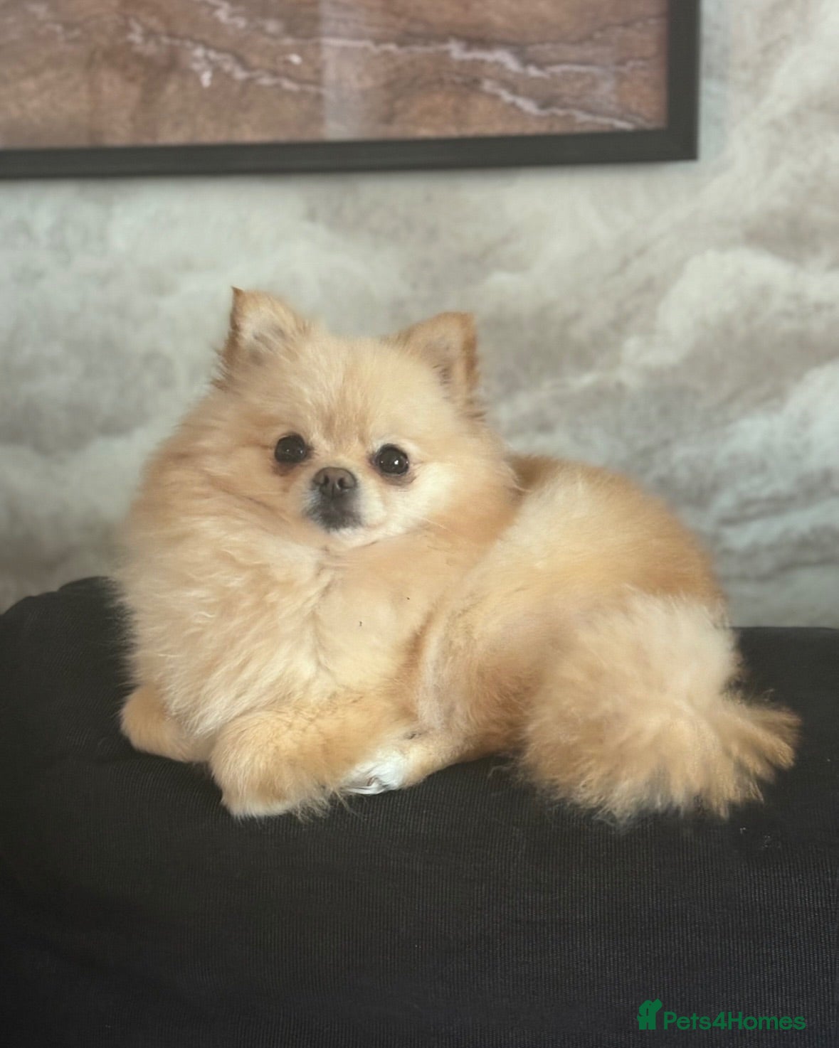 Pomeranian dogs KC Cream Pomeranian - Advert 1